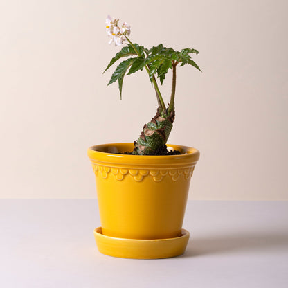 Kobenhavner Glazed Amber Yellow 16cm Pot with Saucer